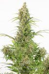 White Widow CBD Auto 