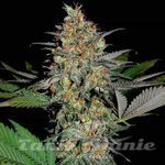 White Widow x AK47 Fast Version