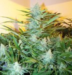 White Widow XXL Auto