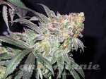 Afghan Kush Early Harvest - WORLD OF SEEDS