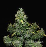 Zkittlez Auto