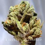 Zkittlez Fast Version