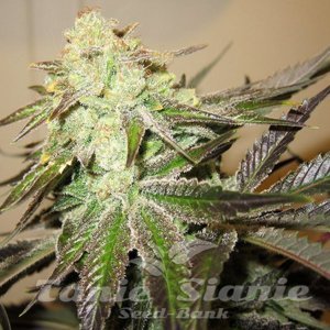 818 Headband Aka Sour OG - THE CALI CONNECTION - 3