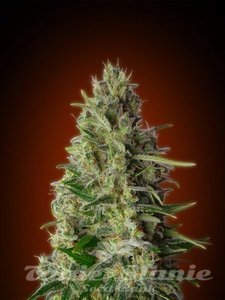 Feminized Collection #4 - ADVANCED SEEDS - 2