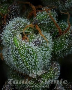All Gas OG Auto - HUMBOLDT SEED COMPANY - 3