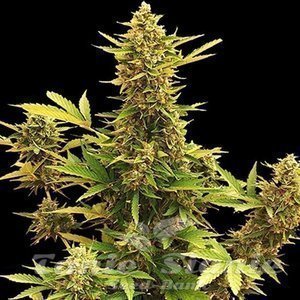 Amnesia Gold Auto - 1