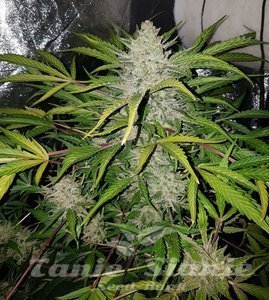 Amnesia Haze Auto - 1