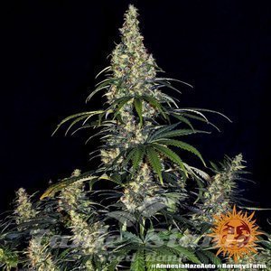 Amnesia Haze Auto - BARNEY'S FARM - 3