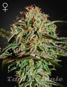 AMS - GREEN HOUSE SEEDS - 1