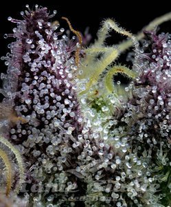 Apple Fritter - BARNEY'S FARM - 3