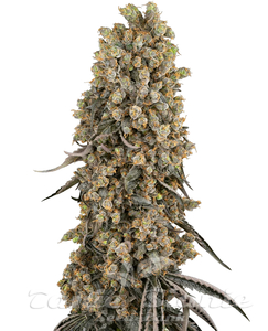 Atomic Blue Dream - SENSI SEEDS - 1