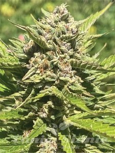 Banana Melt - HUMBOLDT SEED COMPANY - 1