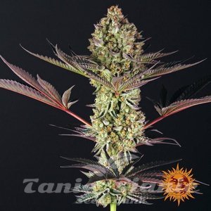 Dos Si Dos 33 - BARNEY'S FARM - 5