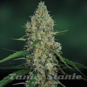 G13 Haze - BARNEY’S FARM - 2
