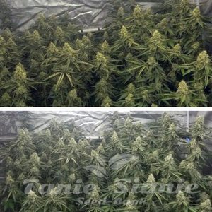 Beaver Cookies - ELEV8 SEEDS - 3