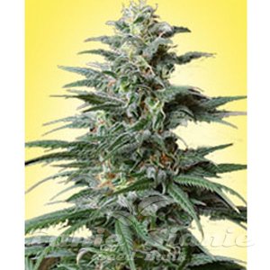 Big Bud Auto - 1