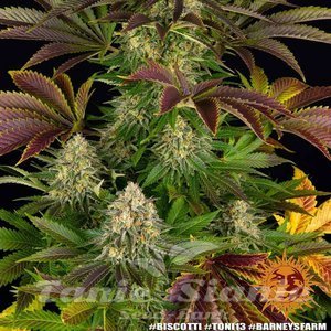 Biscotti - BARNEY'S FARM - 6