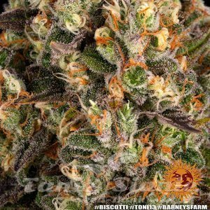 Biscotti - BARNEY'S FARM - 7