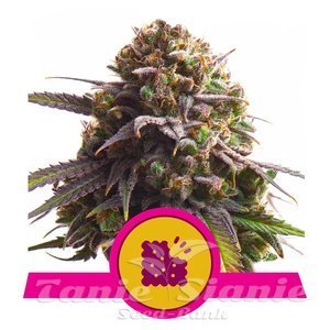 Biscotti - ROYAL QUEEN SEEDS - 1
