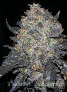 Black Water - THE CALI CONNECTION - 1