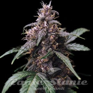 Blue Amnesia Auto - 1