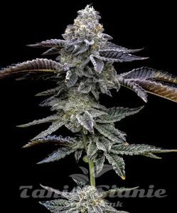 Blue Dream - BARNEY'S FARM - 1