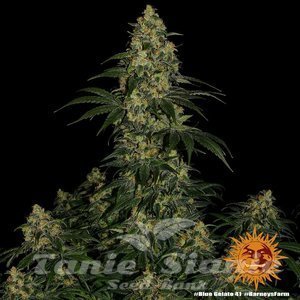 Blue Gelato 41 - BARNEY'S FARM - 6