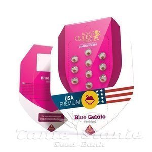 Blue Gelato - ROYAL QUEEN SEEDS - 2