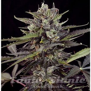 Blueberry Auto - 1