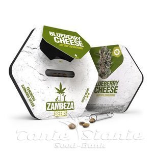 Blueberry Cheese Auto - ZAMBEZA SEEDS - 2