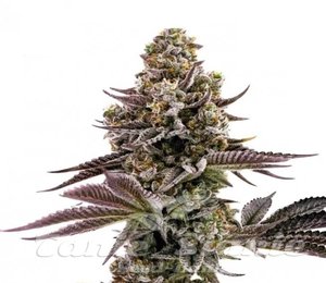 Blueberry Muffins CBD - 3