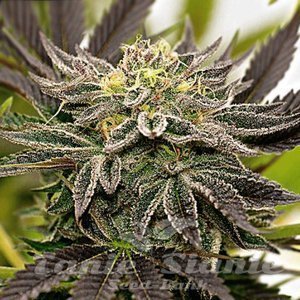 Blueberry x Mazar Auto - 1