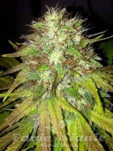 Boss Hogg - THE CALI CONNECTION - 1
