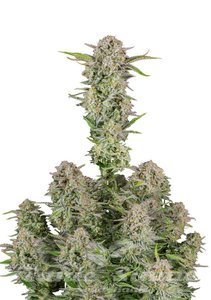 Bruce Banner Auto - FASTBUDS - 1
