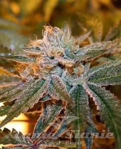 BubbleGum - 1