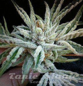 Buddha Tahoe OG - THE CALI CONNECTION - 3