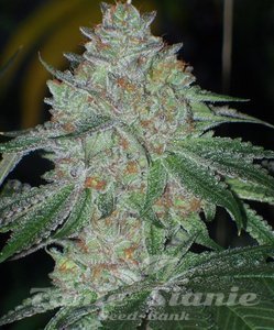 Buddha Tahoe OG - THE CALI CONNECTION - 1
