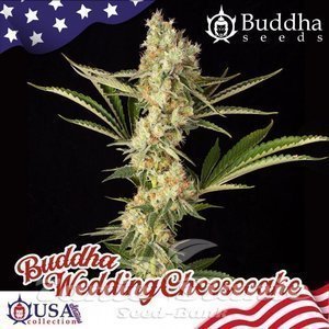 Buddha Wedding Cheesecake - BUDDHA SEEDS - 1