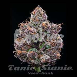 Candy Candy - COOKIES SEEDS - 2