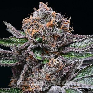 Candy Candy - COOKIES SEEDS - 1