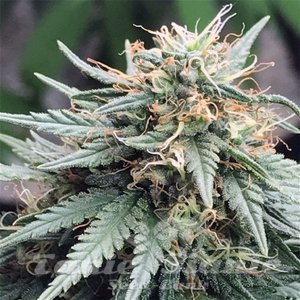 Cannalope Haze Auto - 1