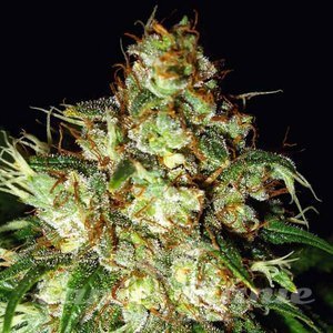 Cheese Auto - 1