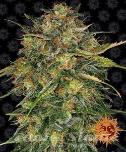 Cheese - BARNEY'S FARM - 1