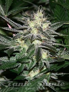 Chem #4 OG - THE CALI CONNECTION - 2
