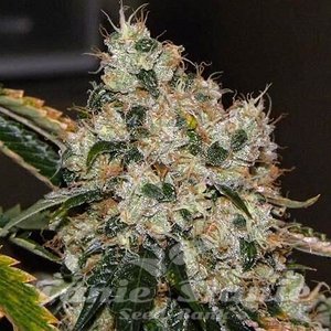 Chem 91 - THE CALI CONNECTION - 2