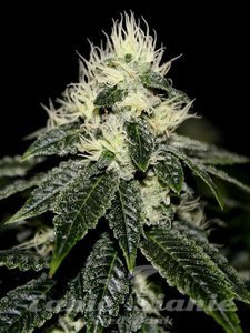 Chem 91 - THE CALI CONNECTION - 1