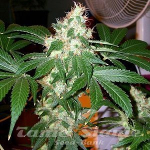 Chem Valley Kush - THE CALI CONNECTION - 2
