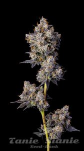 Cherry Zelato - COOKIES SEEDS - 2