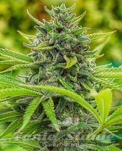 Clementine Slush - THE CALI CONNECTION - 1