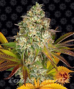 Cookies Kush Auto - BARNEY'S FARM - 1